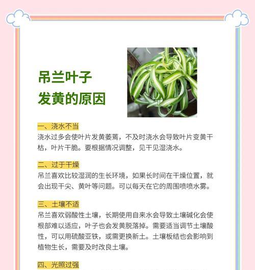 君子兰叶子黄边黄点是什么原因？