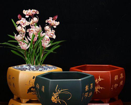 君子兰紫砂盆种植技巧是什么？如何确保成活率？