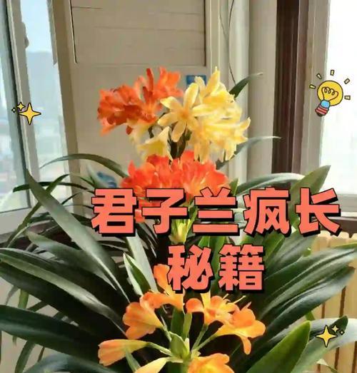 君子兰剪根剪叶后应该怎么办？