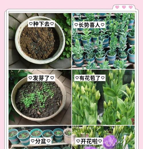 发芽玫瑰花栽培方法是什么？栽培过程中应注意什么？
