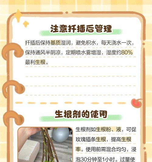 发芽玫瑰花栽培方法是什么？栽培过程中应注意什么？