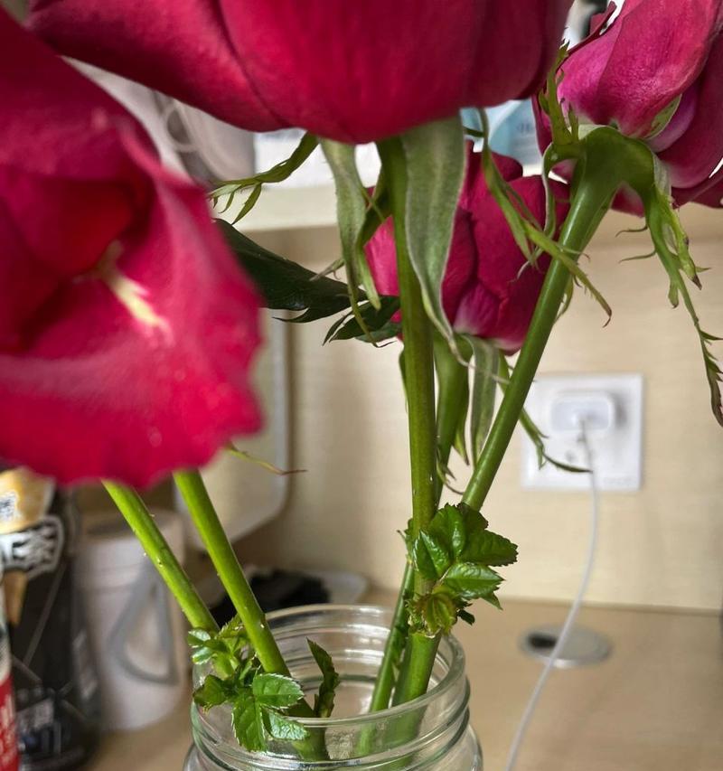 发芽玫瑰花栽培方法是什么？栽培过程中应注意什么？