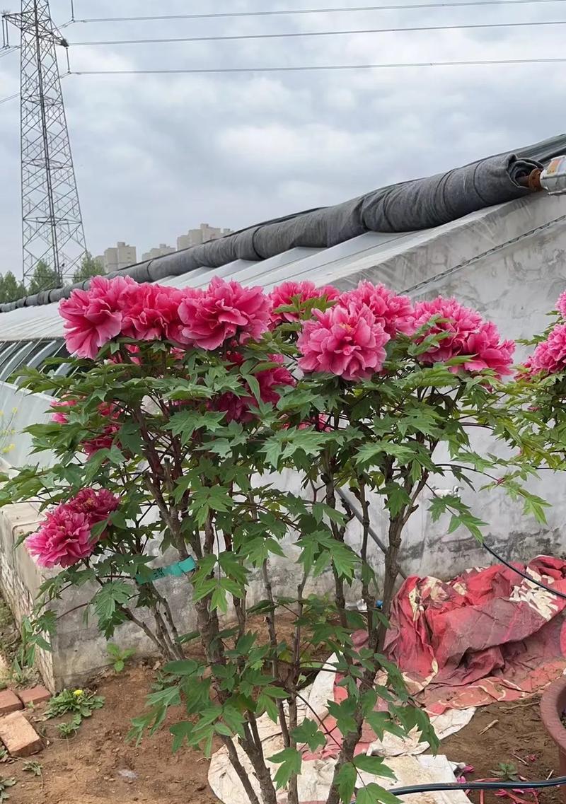 如何在西南方种植牡丹花？西南方种植牡丹花的注意事项有哪些？