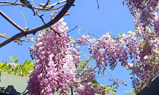 如何在西南方种植牡丹花？西南方种植牡丹花的注意事项有哪些？