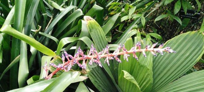 仙人掌蟹兰花怎么养护和管理？蟹兰花的养护要点是什么？