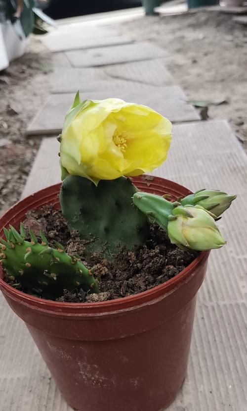 庭院种植仙人掌树有哪些注意事项？