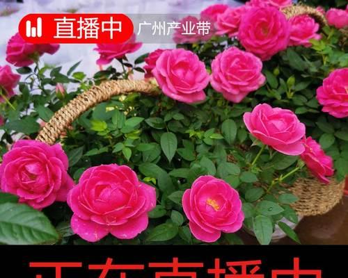 直播中如何养玫瑰花？