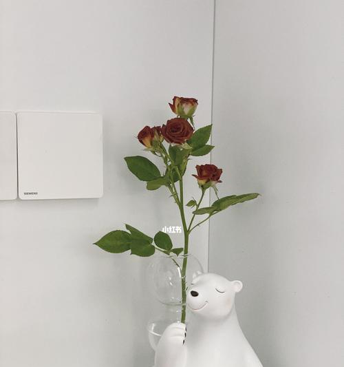 直播中如何养玫瑰花？