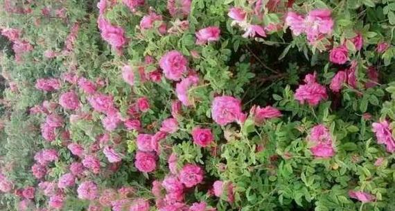 迷你玫瑰花的养殖方法是什么？