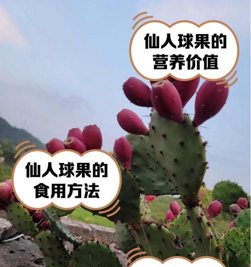 仙人球掉叶子的原因是什么？