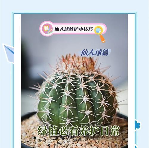 仙人球掉叶子的原因是什么？