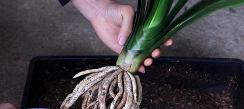 君子兰修根后多久能开花？需要注意什么？
