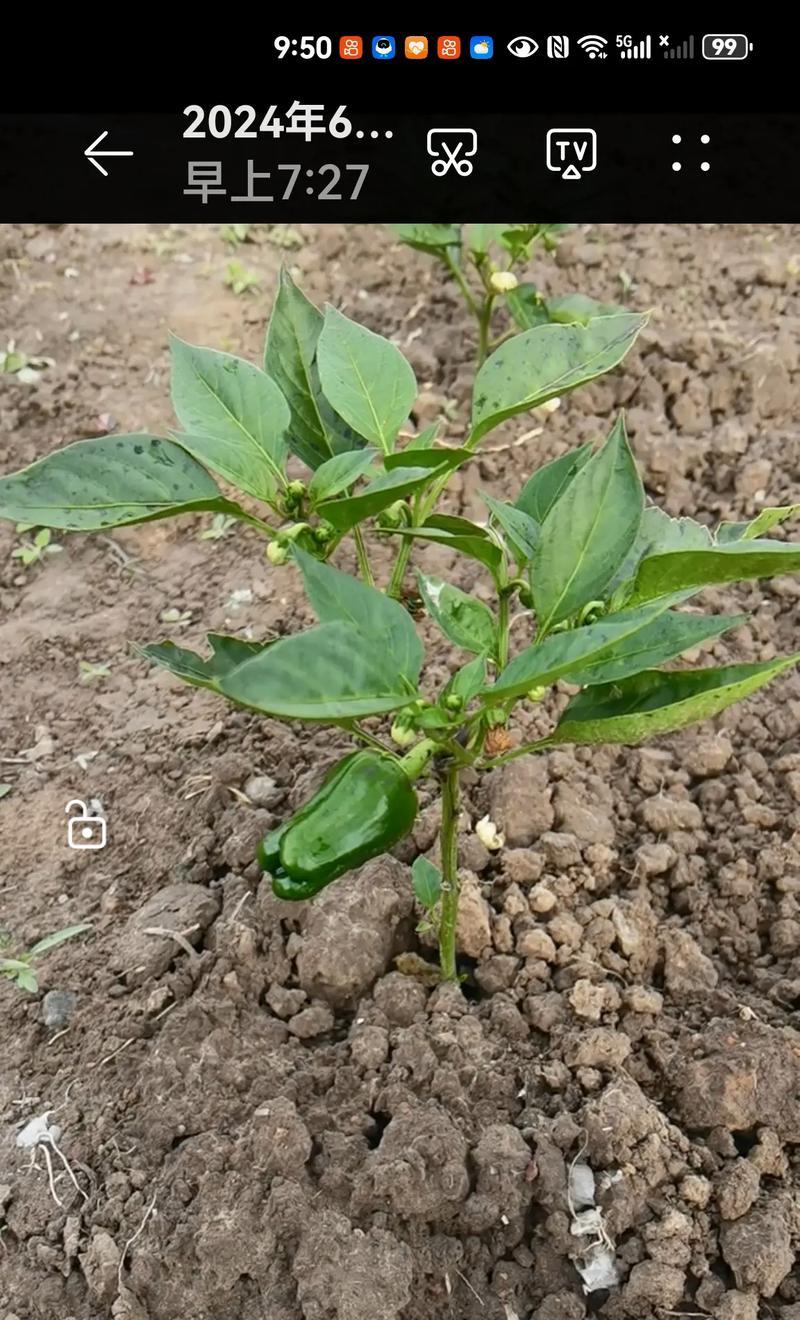 玫瑰花秧苗根部如何养护才能存活？