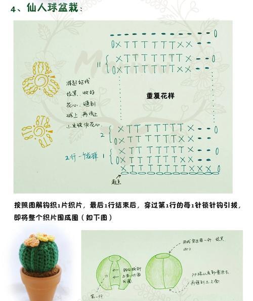 仙人掌盆栽的正确养护方法是什么？