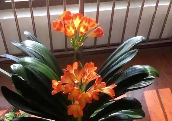 君子兰出现黄叶黄根怎么办？如何进行有效处理？
