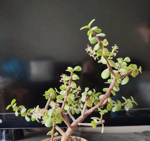 花箱中养仙人球的正确方法是什么？如何保证其健康生长？