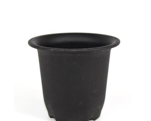 花箱中养仙人球的正确方法是什么？如何保证其健康生长？