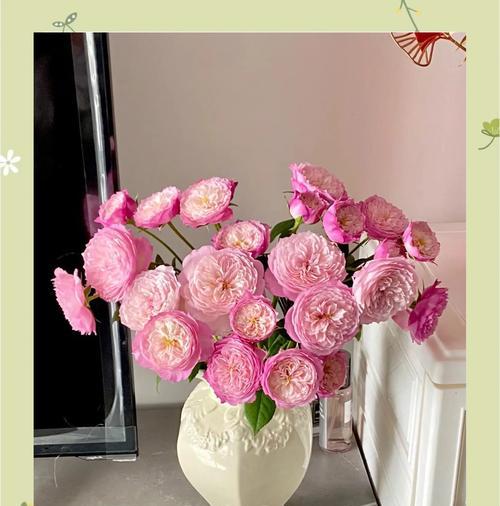 如何防止玫瑰花发黄？正确的养护方法是什么？