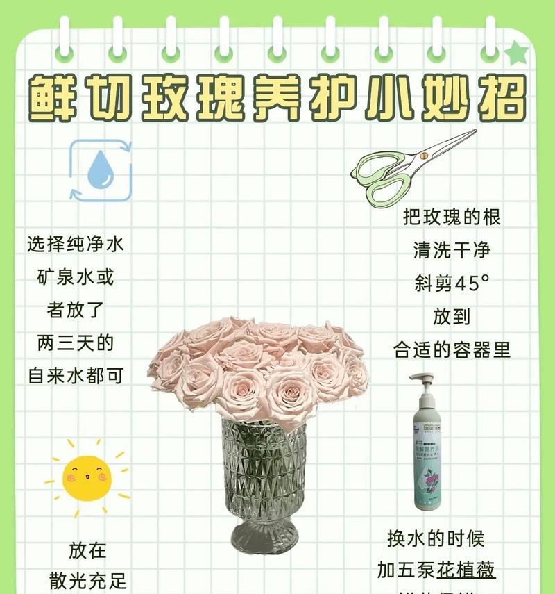 如何防止玫瑰花发黄？正确的养护方法是什么？
