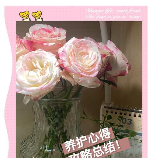 如何防止玫瑰花发黄？正确的养护方法是什么？