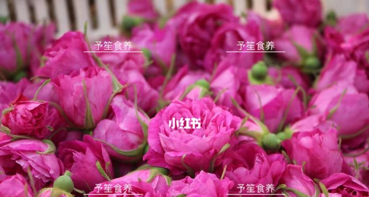 和田头茬玫瑰花的正确养护技巧是什么？