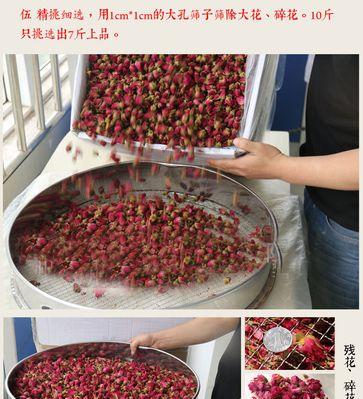 和田头茬玫瑰花的正确养护技巧是什么？
