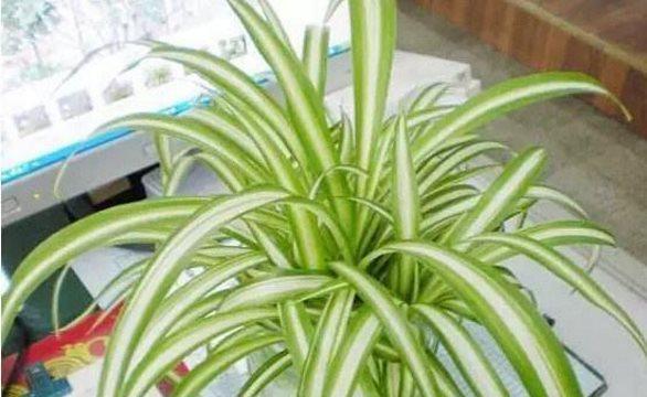 君子兰与白糖水在使用上有何不同？各自的功效是什么？