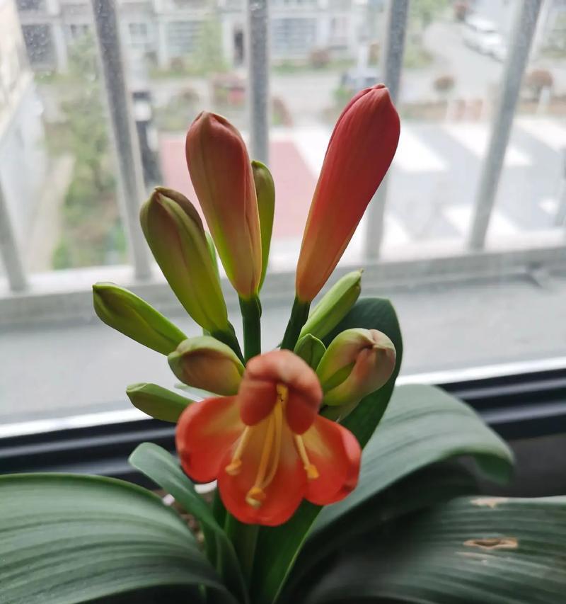 君子兰出现花苞的迹象有哪些？