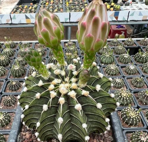 重瓣花色仙人球的养护要点是什么？如何管理才能保持其美观？