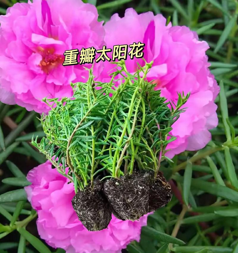 重瓣花色仙人球的养护要点是什么？如何管理才能保持其美观？