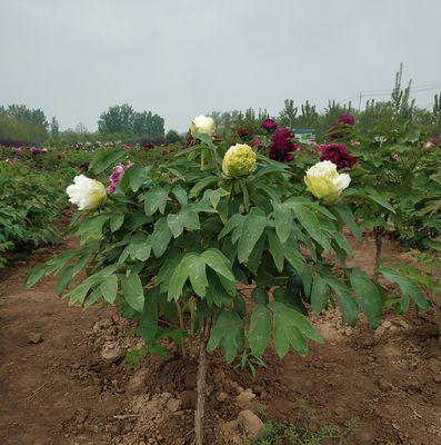 刚买回来的独杆牡丹花怎么种植？需要注意哪些事项？