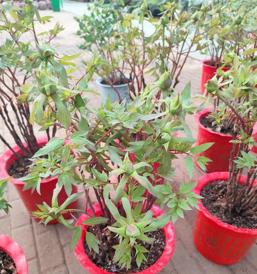 刚买回来的独杆牡丹花怎么种植？需要注意哪些事项？