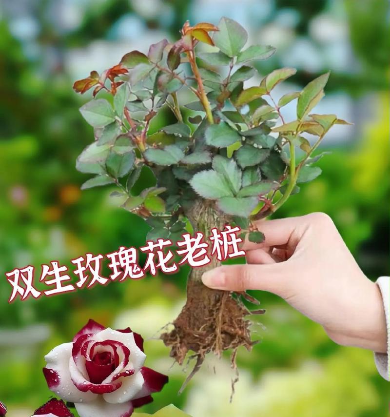 玫瑰花礼物永不枯萎什么意思？它象征着什么？