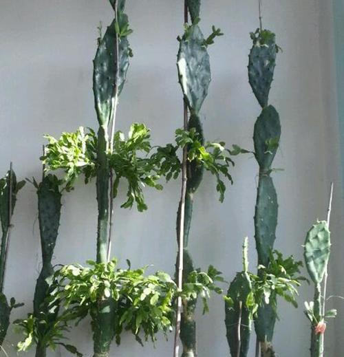 宝塔仙人掌果盆栽种植技巧有哪些？