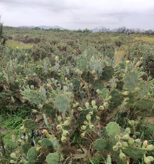 宝塔仙人掌果盆栽种植技巧有哪些？