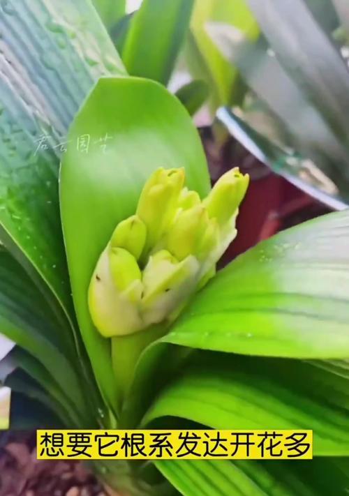 君子兰只生芽不开花的原因是什么？如何解决？