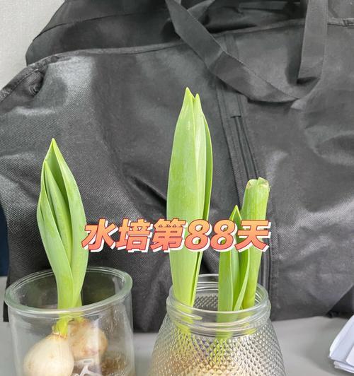 仙人掌如何从土培转换为水培？转换过程中应注意什么？