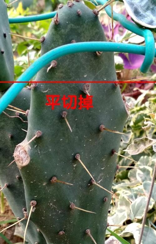迷你仙人掌嫁接步骤是怎样的？