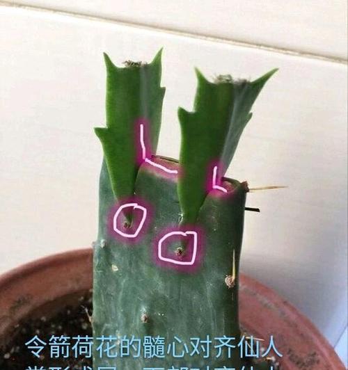 迷你仙人掌嫁接步骤是怎样的？
