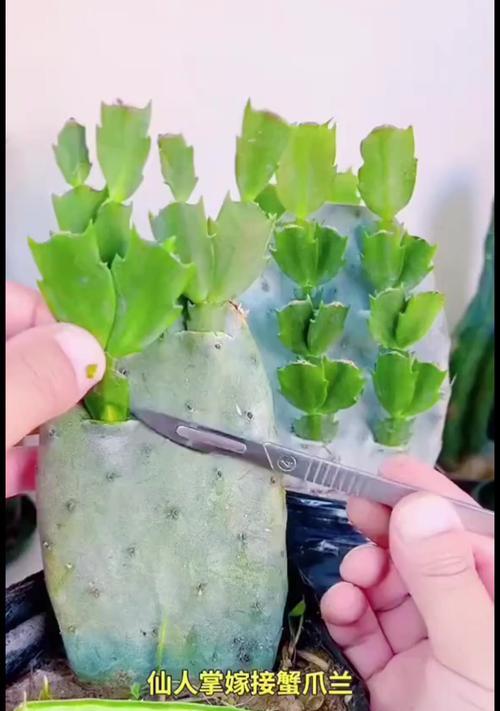 迷你仙人掌嫁接步骤是怎样的？