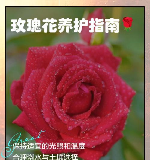 鲜花怎么剪插玫瑰花？剪插过程中应该注意哪些要点？