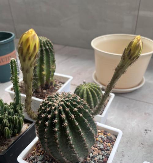 白花美角仙人球的养护要点有哪些？怎样才能养得更好？