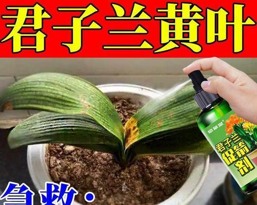 君子兰开花时叶子变黄是什么原因？如何解决？