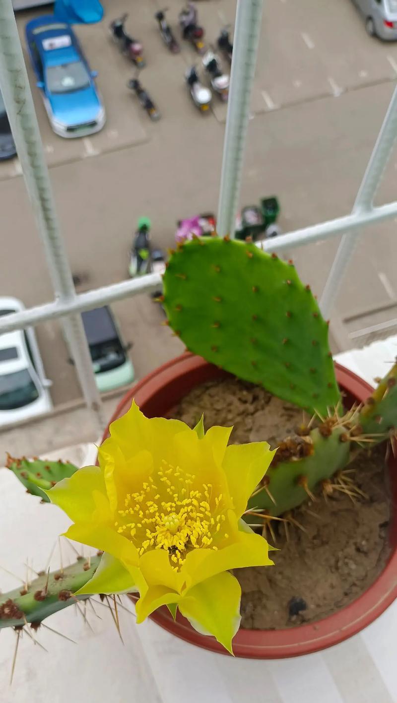 黄熊掌仙人球开花的养殖秘诀是什么？