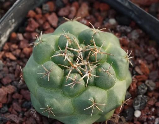 黄熊掌仙人球开花的养殖秘诀是什么？