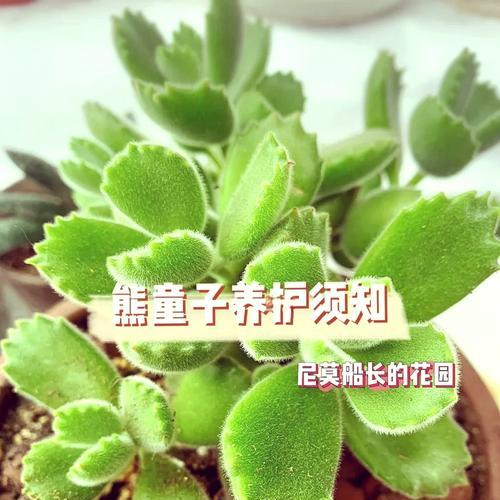 黄熊掌仙人球开花的养殖秘诀是什么？
