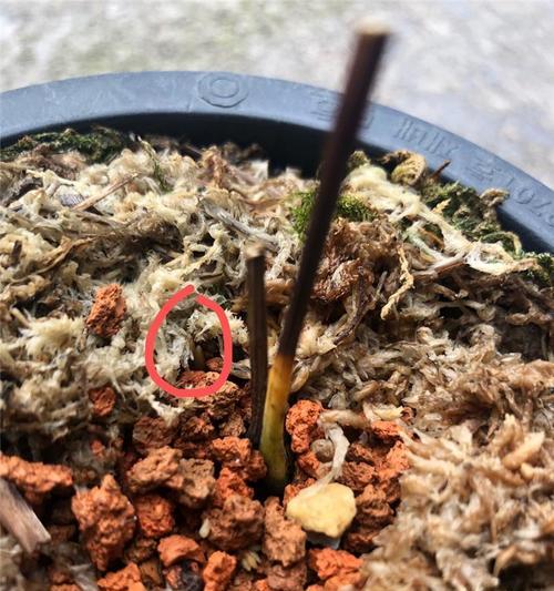仙人球无根苗养护需要注意哪些问题？