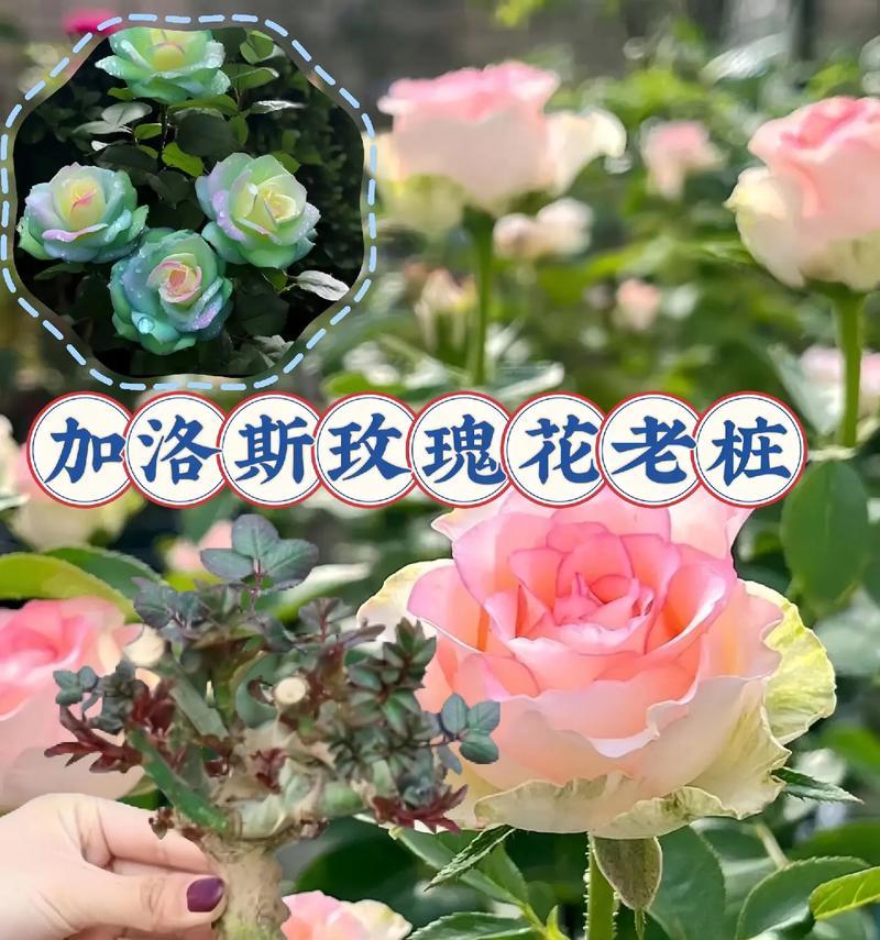 种植玫瑰花时是否需要剪枝头及其原因是什么？