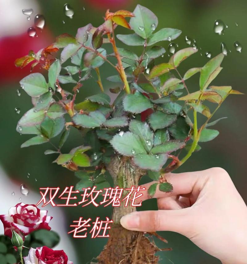 种植玫瑰花时是否需要剪枝头及其原因是什么？
