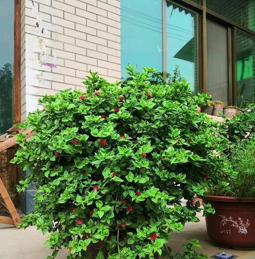 牡丹花修剪枝条的正确方法是什么？
